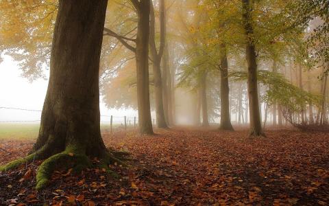 自然，秋天，公园，雾，叶子，比利时