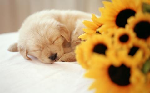 向日葵，小狗睡觉