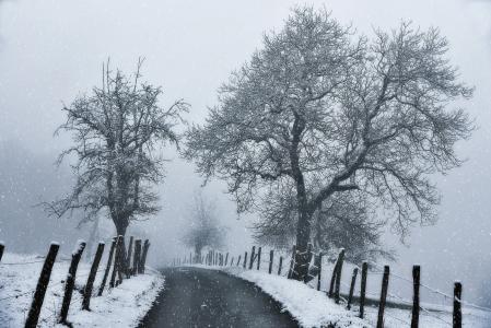 冬季，景观，树木，分支机构，道路，围栏，雪，对比，黑色，白色