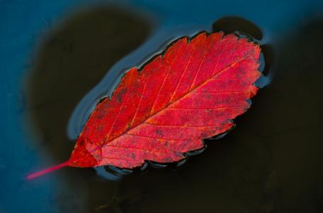 叶，红色，秋，水，宏