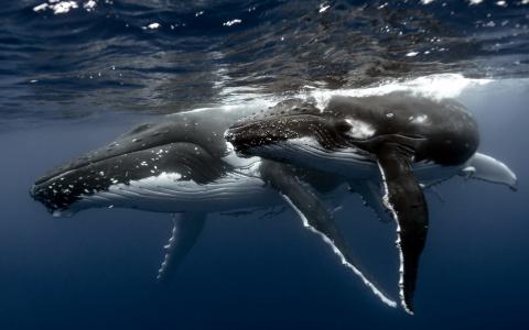 鲸鱼，海，自然