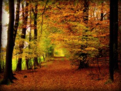 秋天，公园，森林，树木，道路，景观
