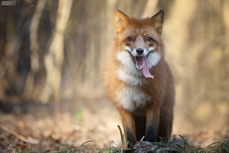 狐狸，红发，追逐，狩猎，疲惫，舌头