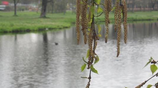 桦树，水，鸭