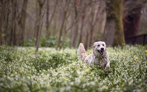 狗，森林，鲜花，春天，欢乐，走路