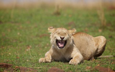 母狮，野猫，笑声