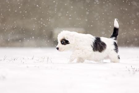 警报，雪，下雪，眼睛，可疑，狗