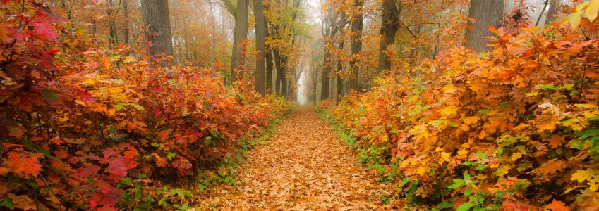 秋天，道路，森林，树木，景观，全景图