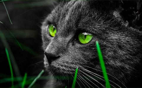 动物，猫，看，眼睛，绿色