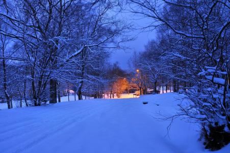 冬天，路，树，灯，景观