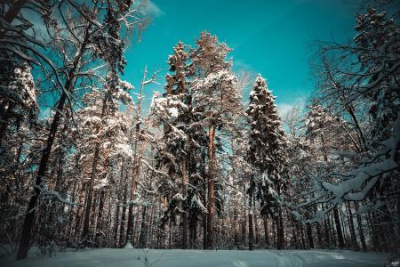 景观，森林，树，松树，树木，雪堆，性质，冬天，snowdrifts