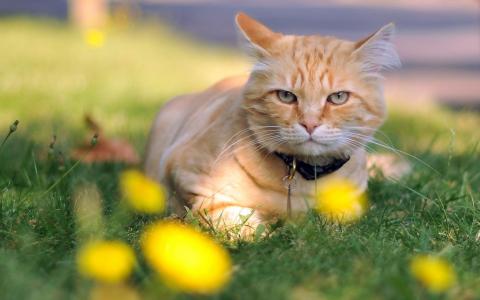 猫在草地，库区