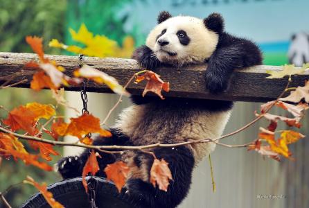 熊猫，熊，树枝，秋天，叶子