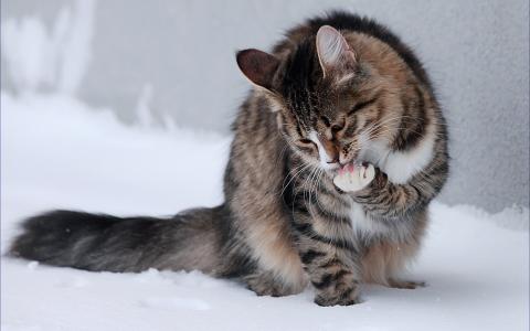 猫，雪，尾巴，猫