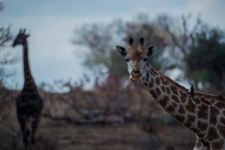 长颈鹿，脖子，口吻，非洲，大草原