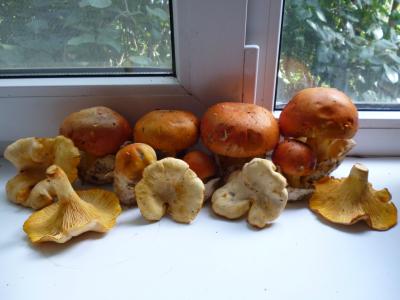 蘑菇，野生