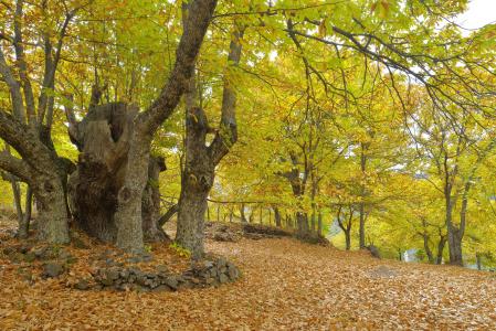 公园，秋季，树木，性质
