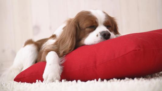 狗睡觉，红色的枕头