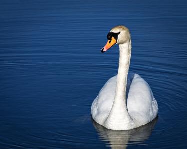 天鹅，白色，恩典，脖子，池塘，波纹