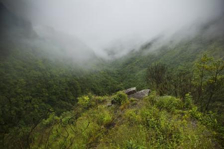 峡谷，雾，山，森林
