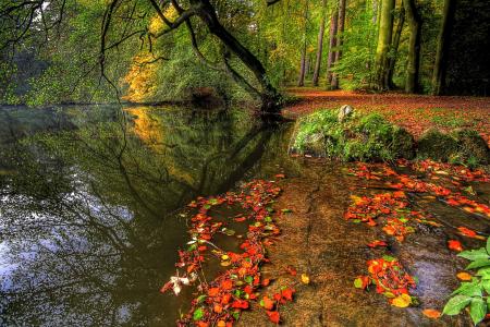 秋，反射，河，秋，叶子，性质