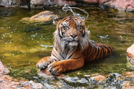 老虎，野猫，洗澡，池塘