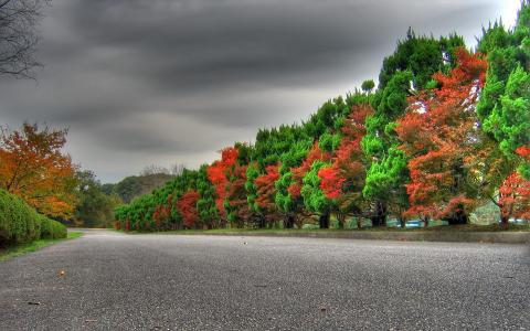 秋天，树木，路