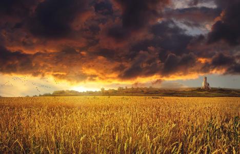 田地，小麦，天空，云