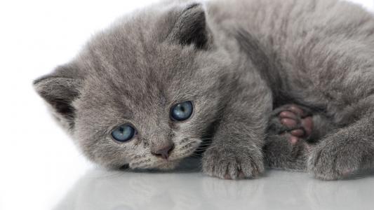猫，小猫，灰色，蓝色的眼睛