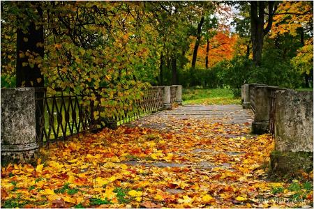 秋天，桥，树，景观