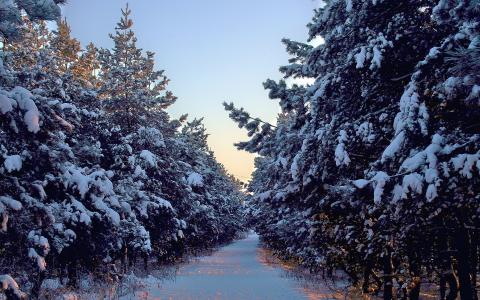 圣诞树，胡同，雪