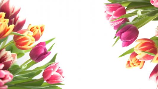 郁金香花束，五颜六色的鲜花