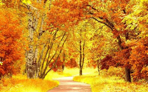 秋天，景观，壁纸