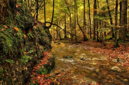 森林，河流，秋季，景观