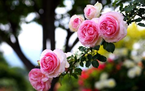玫瑰，粉红色，爱
