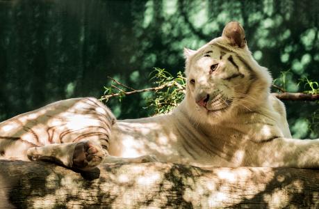 白虎，捕食者，日志
