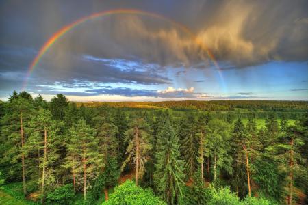森林，树木，天空，彩虹，景观
