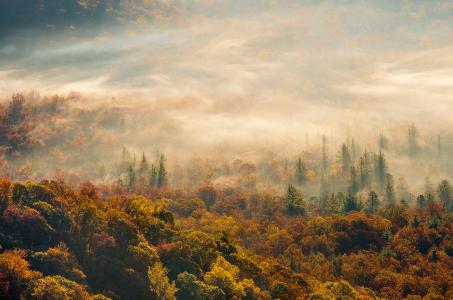 早上，雾，森林，秋天