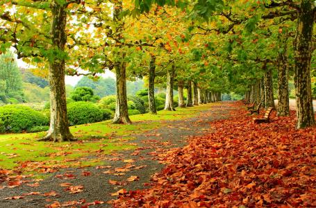 颜色，草，人类发展报告，叶子，走，自然，公园，路，树，秋天