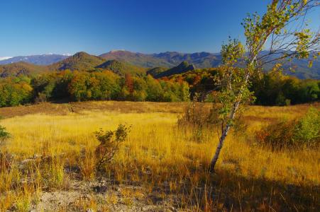 秋天，山，丘陵，草地，树木，涂料