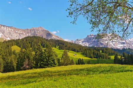 瑞士，瑞士，山，草地，森林，树木，景观