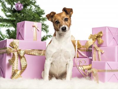 狗，杰克罗素梗，新年，盒子，礼物