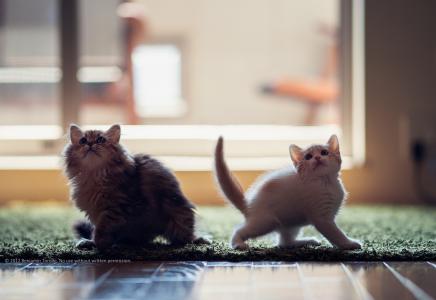 小猫，地毯