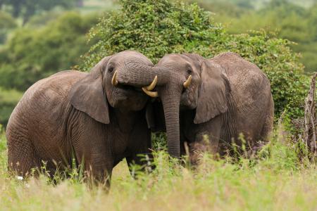 塔兰吉雷国家公园，坦桑尼亚，非洲象，情侣，大象