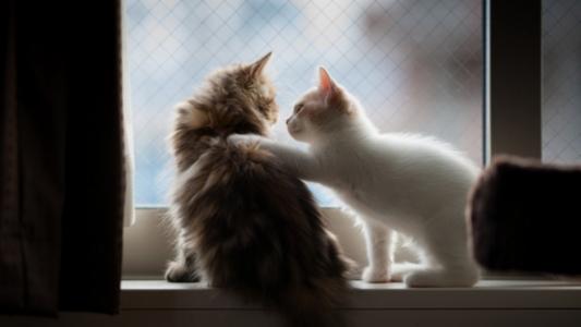 猫，小猫，窗口，猫，家庭