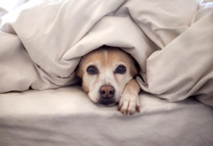 毯子，床，看起来，狗