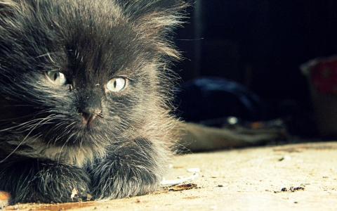 毛茸茸的猫，灰色的耳朵