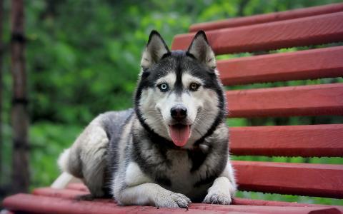 西伯利亚壳，长凳，狗