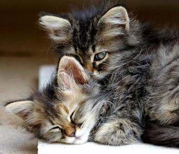 小猫，猫，动物，拥抱，睡觉，可爱，眼睛