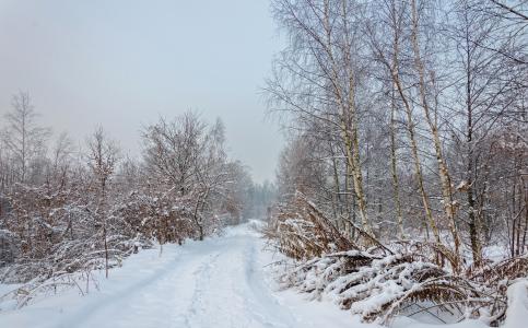 冬天，森林，道路，树木，景观